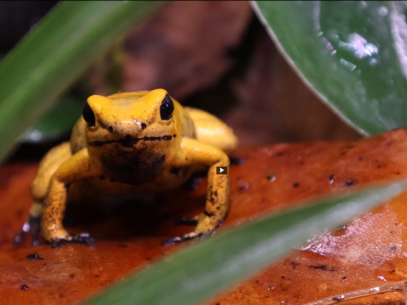 Yellow poison frog