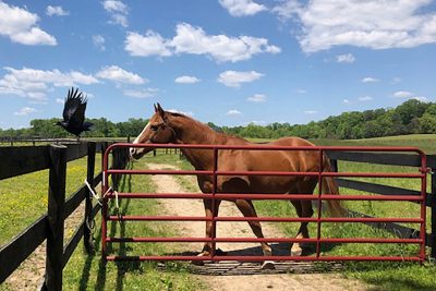 Horse standing by a gate with a crow taking flight.